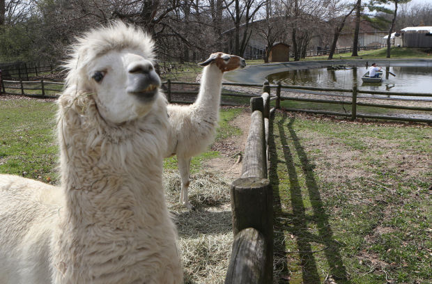 Grant's Farm gets ready for opening day